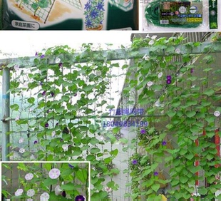 今年新款热销园艺网植物爬藤网挂果网庭院阳台藤蔓爬网出口日韩