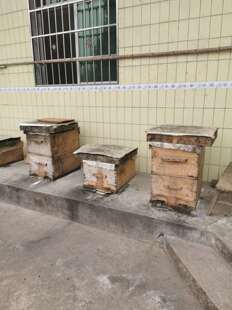 四川白花蜂蜜纯正天然农家自产正宗土蜂蜜小品孕妇自然野生1斤