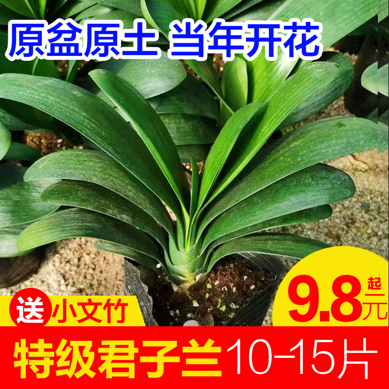 君子兰盆栽当年开花四季常青圆头