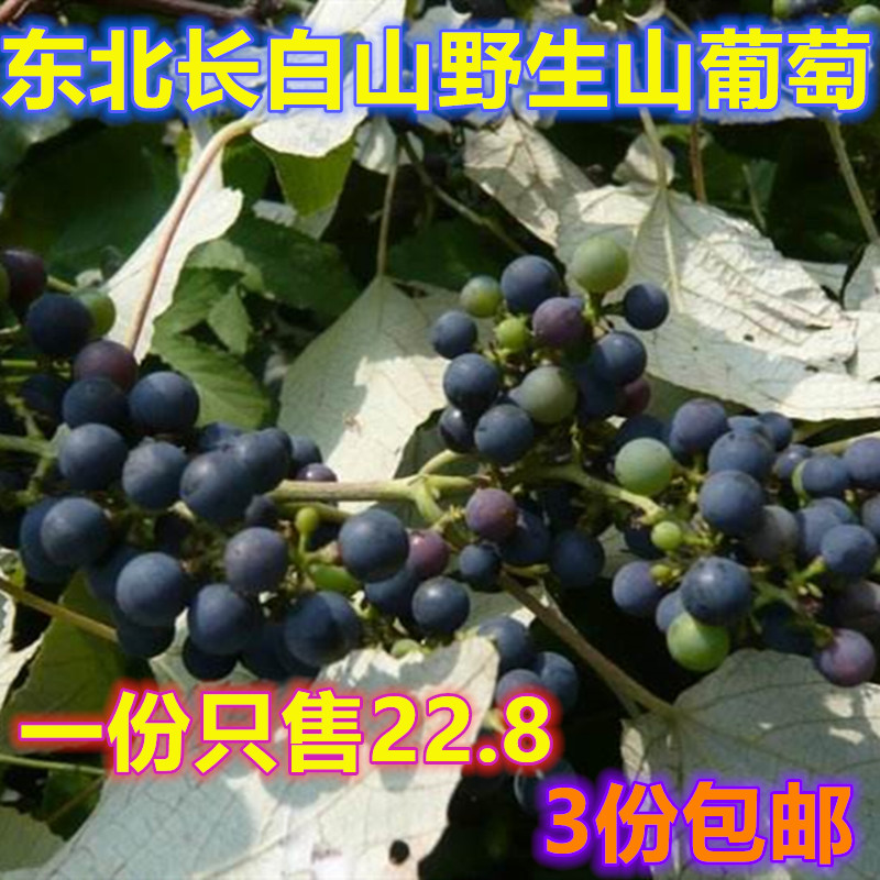 东北长白山野生山葡萄小粒泡酒包邮