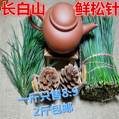 长白山五针红松五叶松