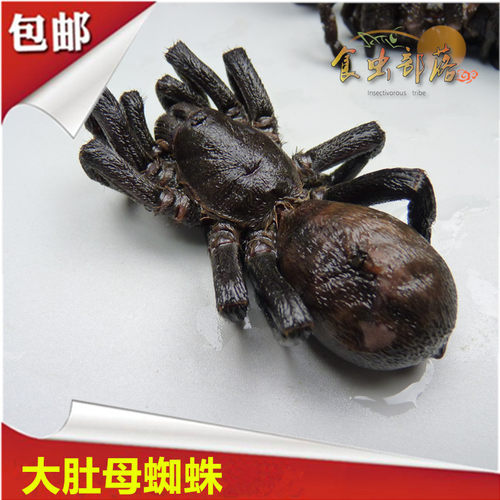 蜘蛛食用昆虫食虫部落大黑蜘蛛