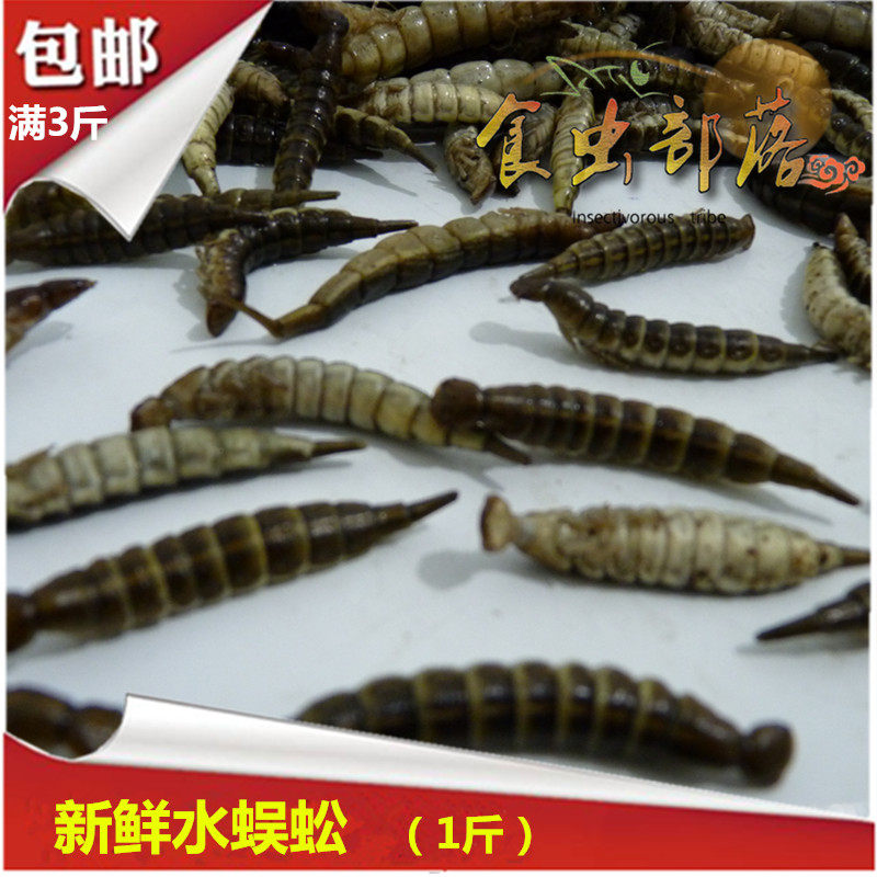 新鲜水蜈蚣金边龙虱幼虫美味昆虫生鲜冷冻发货500克