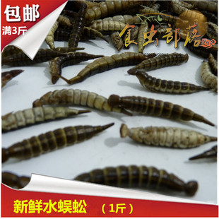 新鲜水蜈蚣金边龙虱幼虫美味昆虫生鲜冷冻发货500克