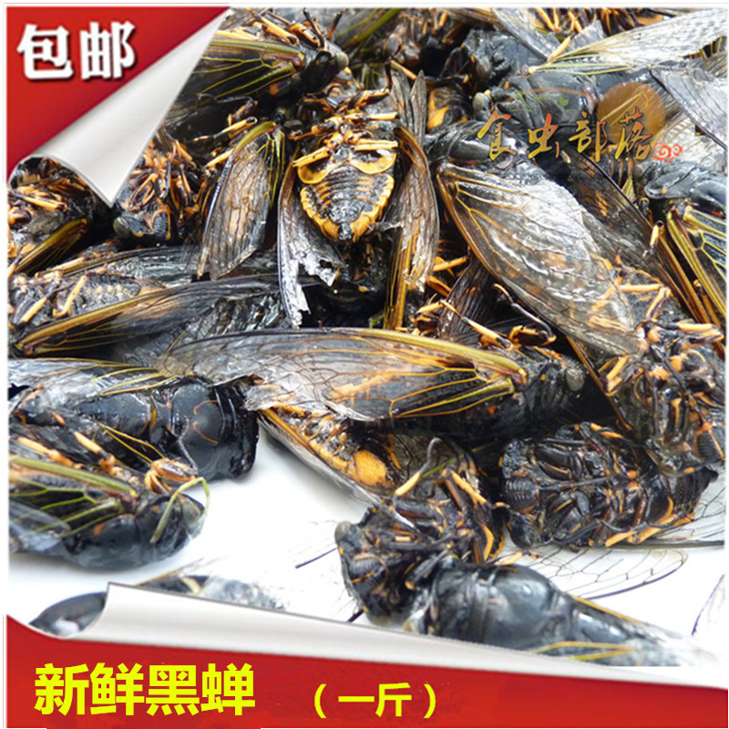 500克黑蝉食虫部落老知了