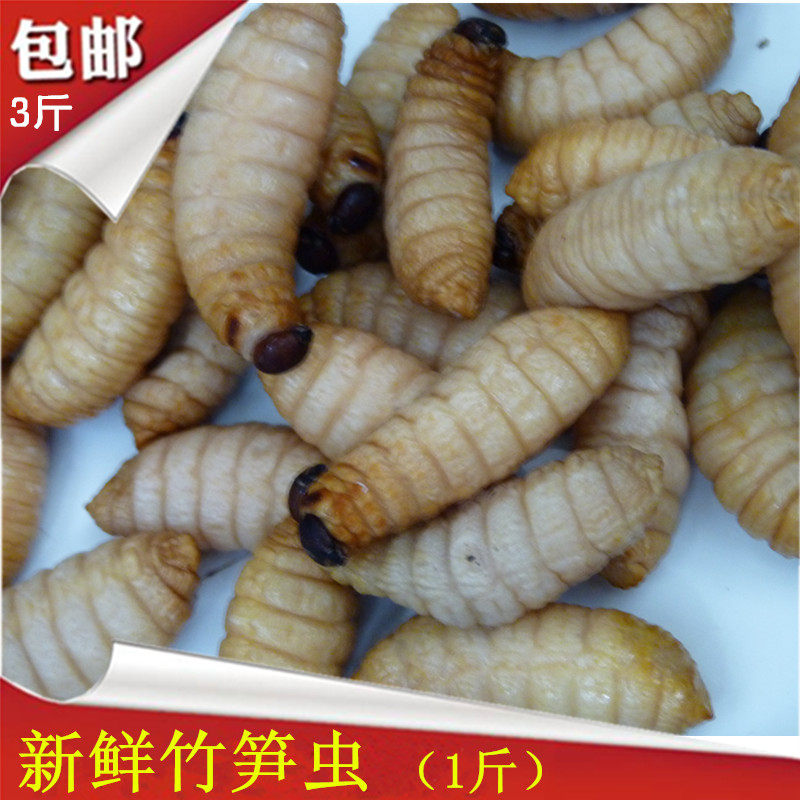 新鲜竹笋虫竹蛹大竹虫竹蛆笋蛆老木虫竹蜂幼虫500克
