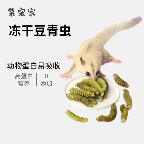 蜜袋鼯零食冻干豆青虫高蛋白增肥