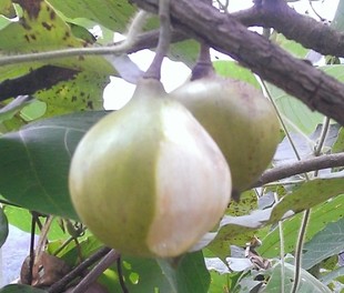 野生桐子果桐油果现摘鲜果送桐树叶大果一斤9个小果12个15.8包邮