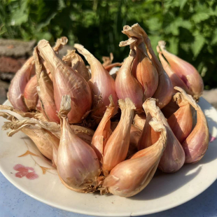 四川葱种四季小香葱种种苗火葱头种红葱头种籽红头阳台盆栽蔬菜