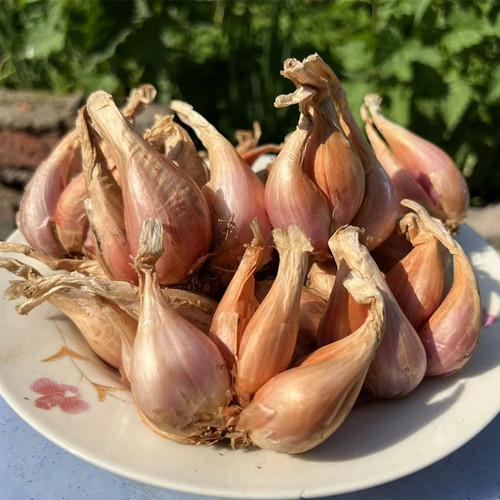 四川葱头带芽小香葱种栽蔬菜植物