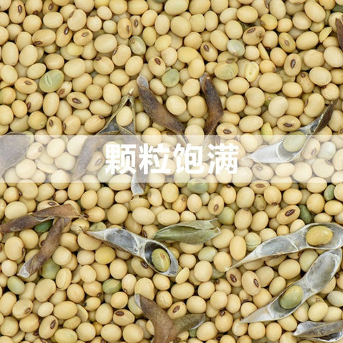 四川农家老品种土黄豆豆浆豆腐