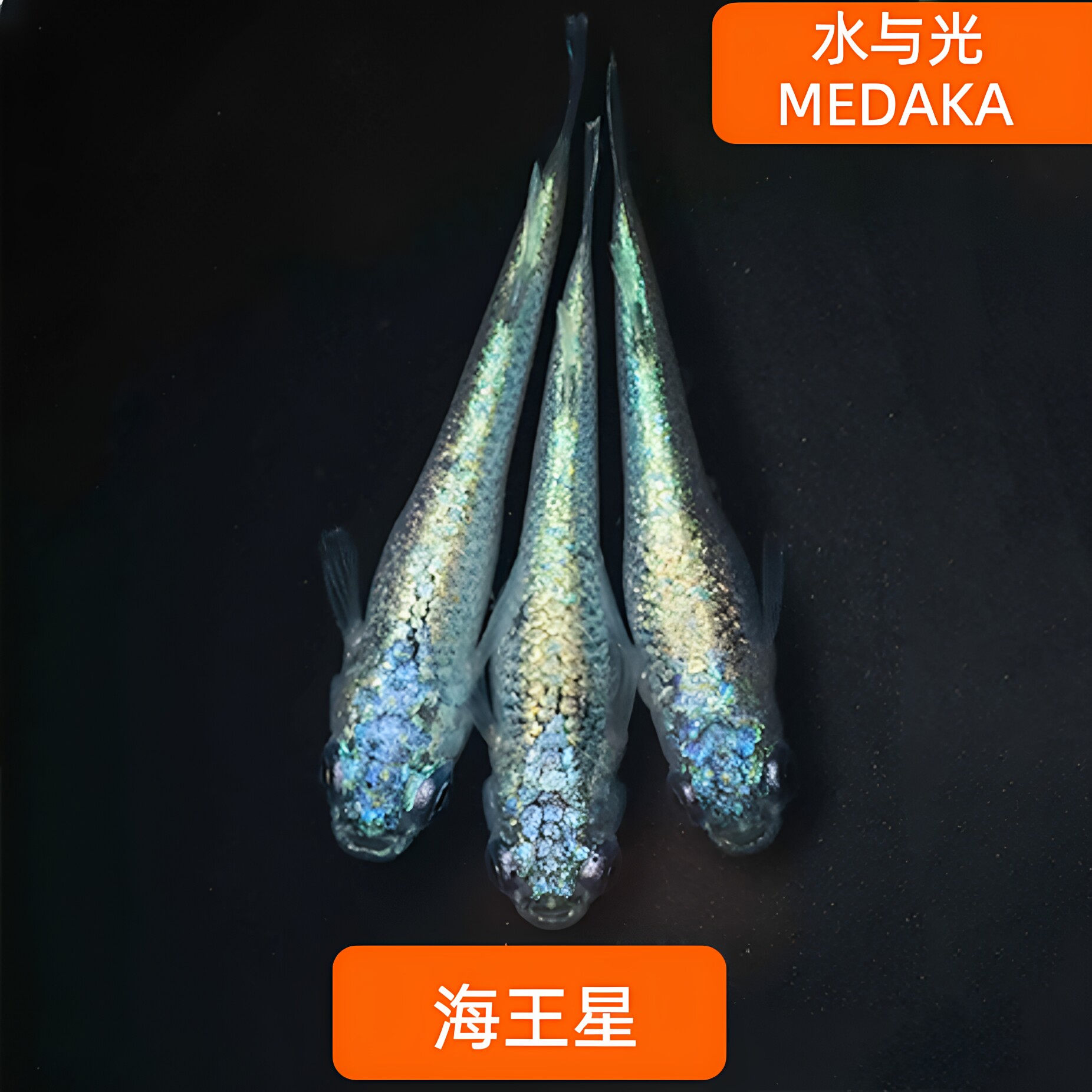 观背青鳉苗耐活青锵鱼海王星精品星光淡水冷水观赏青锵鱼原生古法