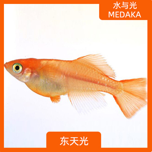 观背青鳉东天光新手可孵化卵不打氧淡水冷水小型观赏原生青锵鱼