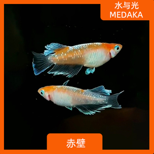 观背青鳉鱼红白赤壁青锵淡水冷水群游鱼繁殖组好养耐活无需打氧