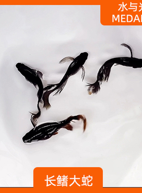 观背青鳉长鳍大蛇新手可孵化卵不打氧淡水冷水小型观赏原生青锵鱼
