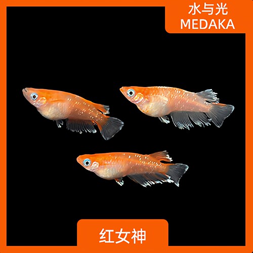 观背青鳉红女神淡水好养耐活侧观