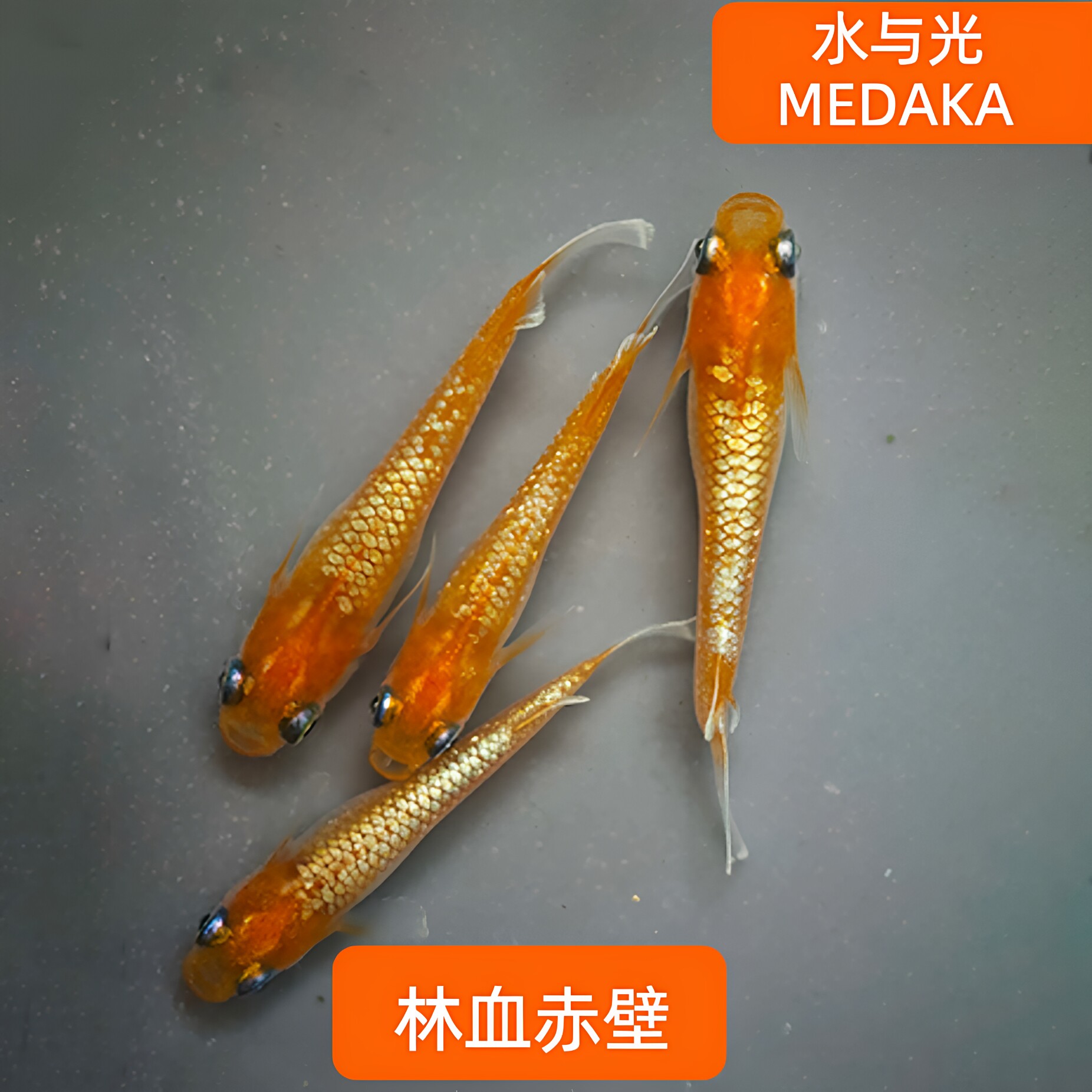 精品观背青鳉鱼红白赤壁青锵淡水冷水群游鱼繁殖好养耐活无需打氧