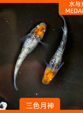 观背青鳉鱼三色月神观背青锵龙蓝淡水冷水群游鱼繁殖组好养耐活
