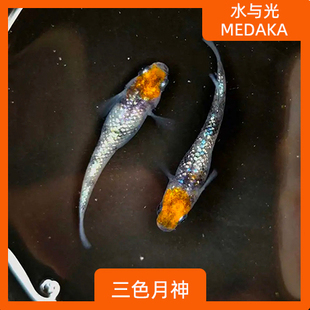 观背青鳉鱼三色月神观背青锵龙蓝淡水冷水群游鱼繁殖组好养耐活