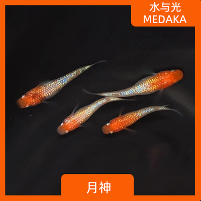 观背青鳉青锵淡水冷水无需打氧