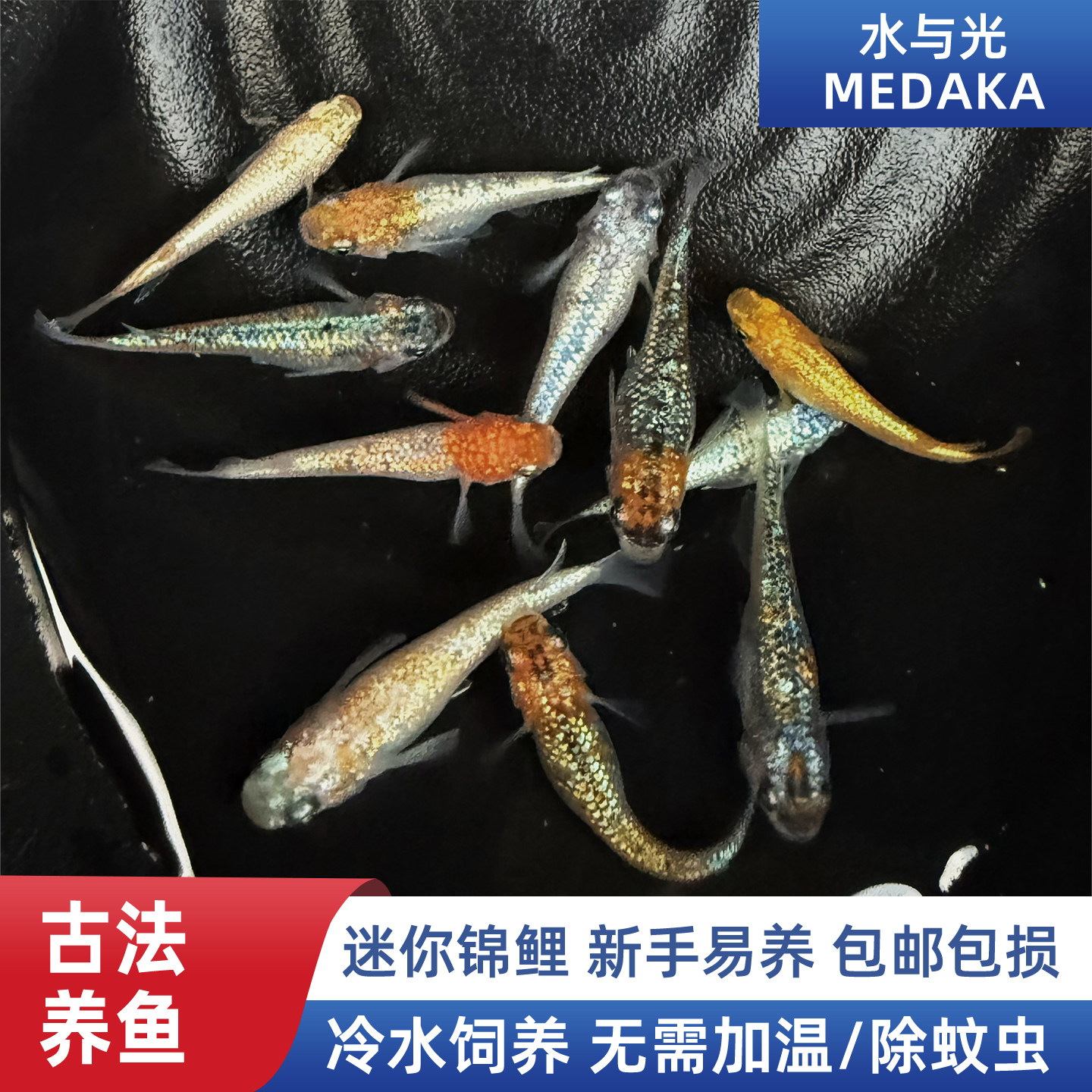 精品星光观背青鳉苗耐活青锵鱼不加温淡水冷水观赏青锵鱼原生古法