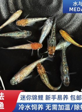 星光观背青鳉苗不打氧耐活