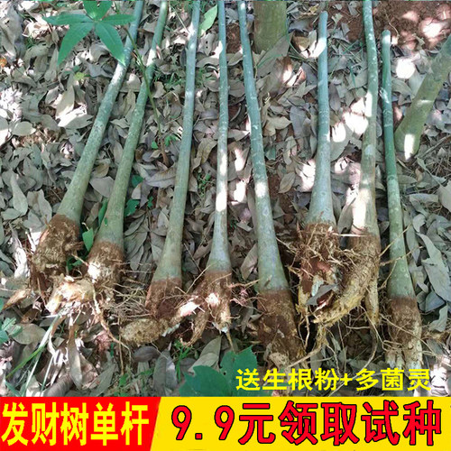 独杆大盆栽步步高升客厅大型绿植