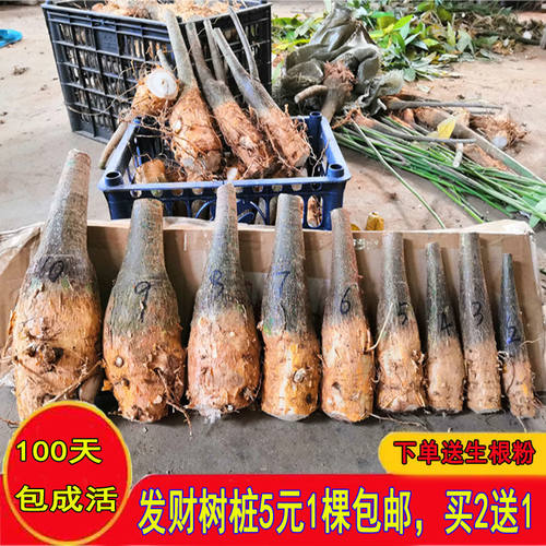 发财树办公室买2送1桌面小盆栽