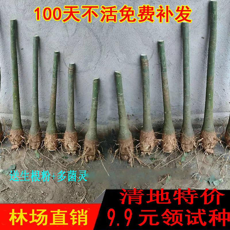 绿植单杆客厅前台办公大型发财树