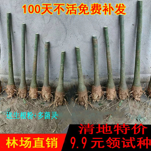 大发财树单杆独杆发财树苗树头树桩客厅前台办公室内大型盆栽绿植