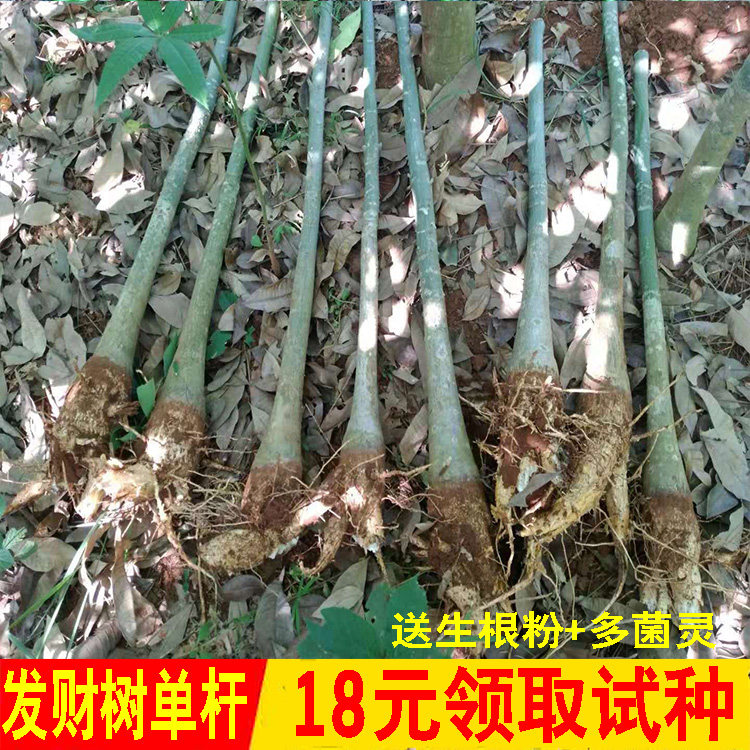 发财树大独杆盆栽大盆栽植物步步高升室内客厅花卉大型绿植招财