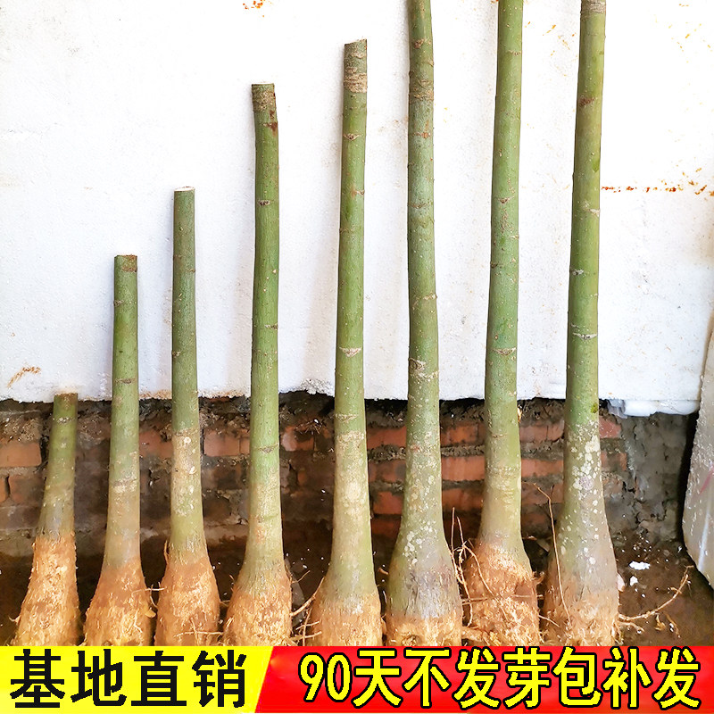 绿植超大单杆步步高升前台发财树