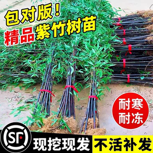 紫竹苗矮化金镶玉竹苗南北方耐寒竹子苗庭院室外四季常青青竹树苗