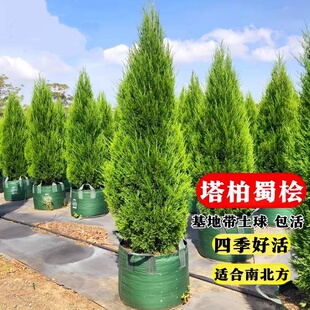 松柏树苗 龙柏苗 大树带土 塔柏侧柏圆柏宝塔松 墓地坟前柏树基地