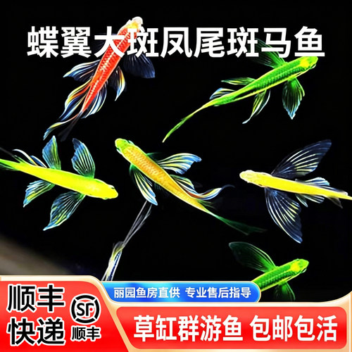 凤尾蝶翼斑马鱼淡水小型热带观赏