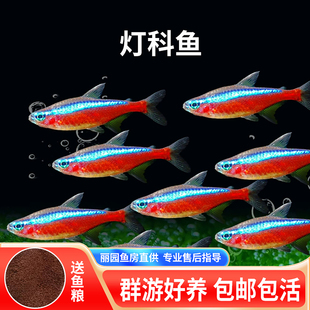 灯科鱼宝莲灯钻石灯红绿灯群游草缸生态缸淡水小型活体热带观赏鱼