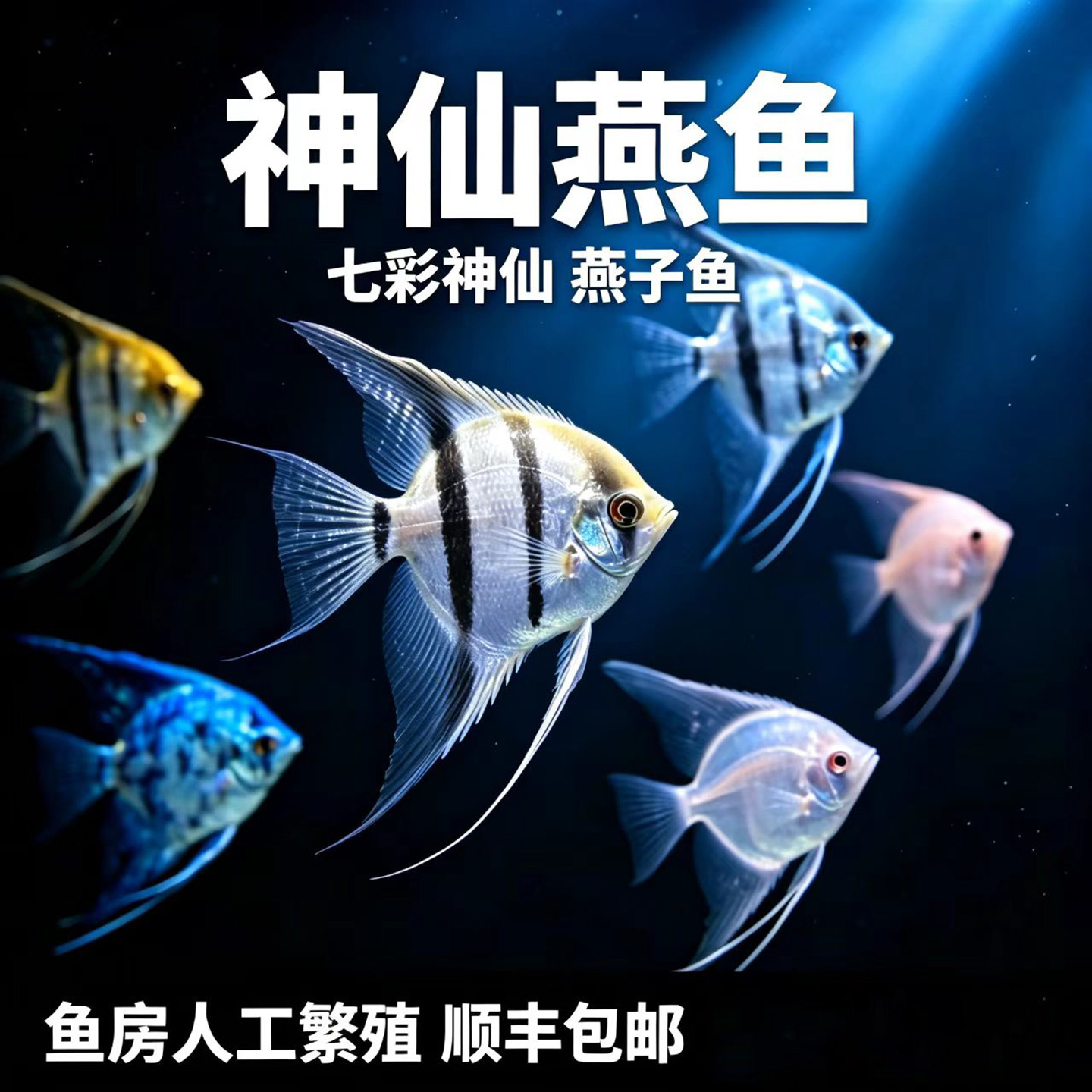神仙燕鱼红魔燕墨燕三色燕雪燕蓝魔燕小型热带观赏鱼淡水好养鱼苗