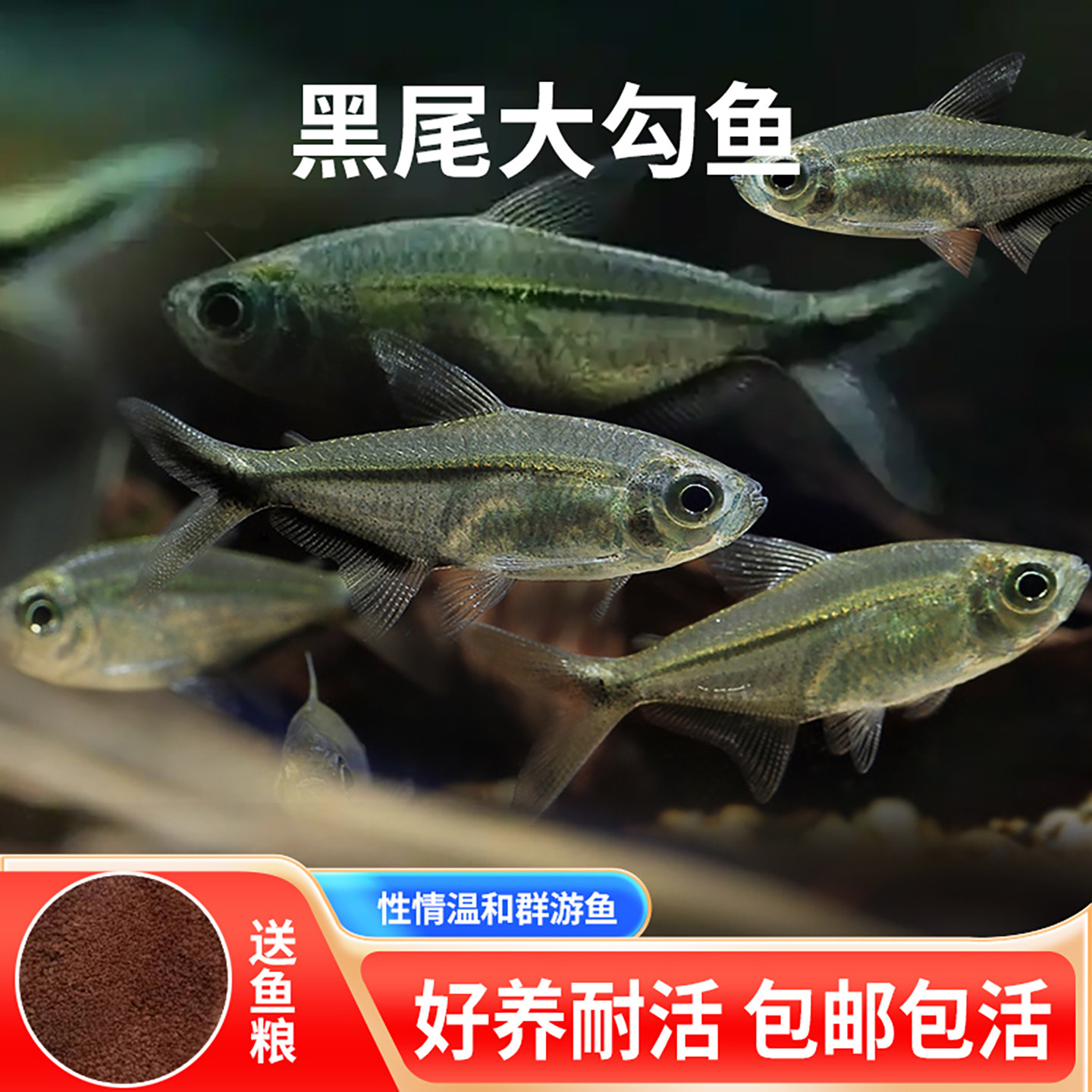 黑尾大勾鱼群游草缸南美缸生态缸热带观赏活体小型鱼包活黑尾灯鱼