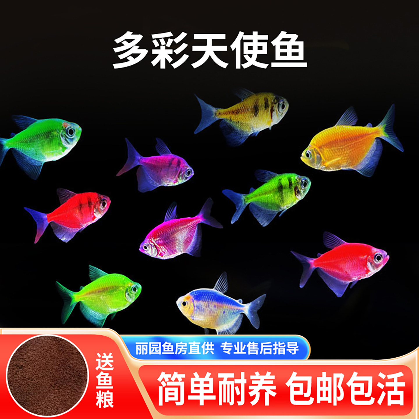 天使鱼糖果五色小型群游灯科淡水家庭草缸养殖易活包路损热带观赏