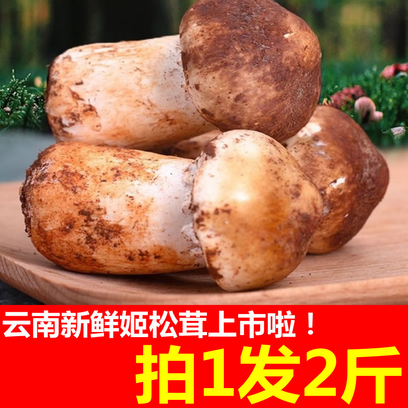 云南新鲜姬松茸鲜菌菇类拍1发2斤