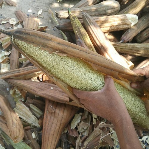 阿甘优选带皮发货干丝瓜可入药