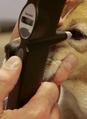 动物眼压计宠物医院专用手持式眼压仪icare tonovet