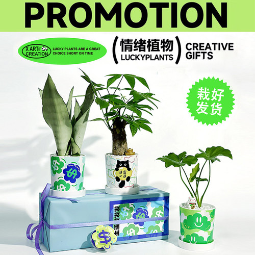 圣诞节创意发财树盆栽室内绿植