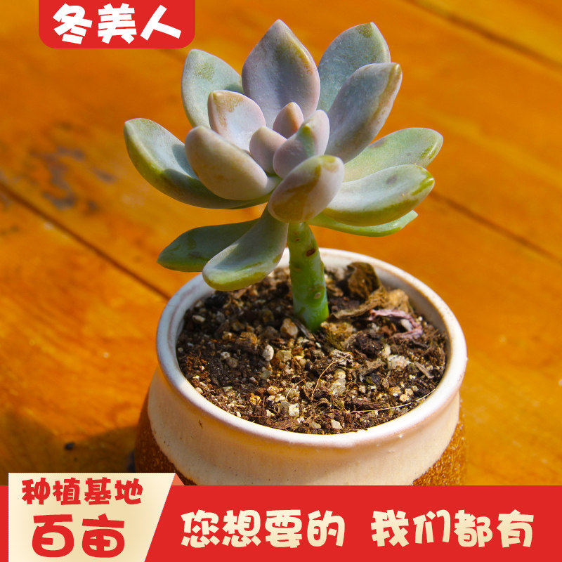冬美人多肉植物客厅大株老桩群生多头易成活肉肉绿植盆栽花卉室内