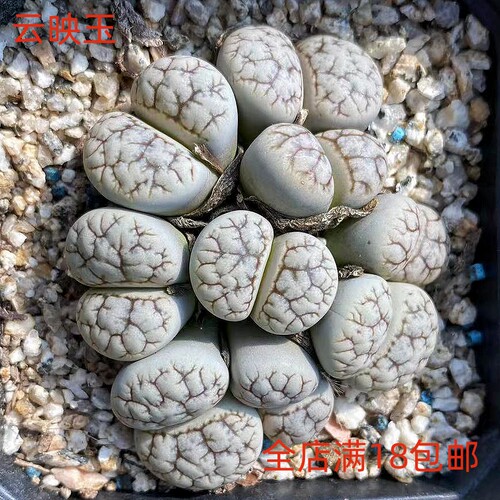 沐绿歌阳台窗台简单美观趣味