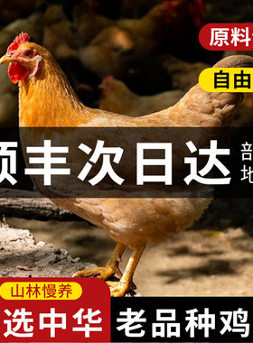 深山散养土鸡正宗整只鸡鲜农家清