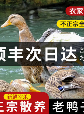 新鲜宰杀老麻鸭生鲜鸭肉正宗散养