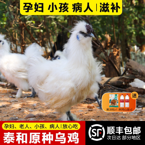 泰和原种乌鸡新鲜现杀农家土乌鸡五谷散养老母鸡活鸡整只正宗乌骨