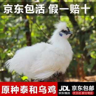 江西泰和原种乌鸡青年鸡农家土乌鸡五谷散养老母鸡发活鸡整只正宗