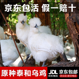 江西泰和原种乌鸡青年鸡农家土乌鸡五谷散养老母鸡发活鸡整只正宗